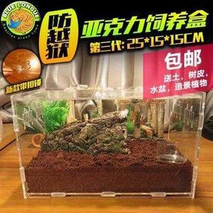 打造溫馨蝸居 寵物蝸牛飼養與蝸窩布置指南