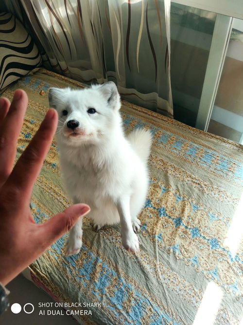 狐貍能被當作寵物飼養嗎？一個復雜的選擇